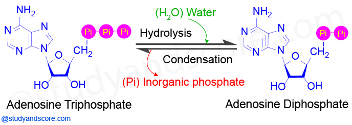 ATP cycle, Role of ATP, Similarity between ATP and rechargable batteries, catabolism, Anabolism, Cyclic inter conversion of ATP and ADP